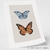 Quadro - Borboleta 1 - GALERIA DE ARTES GINA - CASA DA GINA