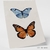 Imagem do Quadro - Borboleta 1