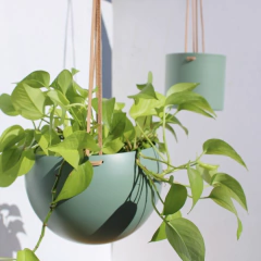 Maceta colgante tipo esfera con soga de cuero. La maceta mide 22cm de diámetro. Incluye soga de cuero para colgar