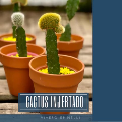 CACTUS INJERTADO