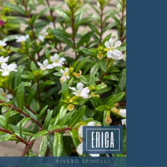Erica HYSSOPIFOLIA
