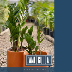 Zamioculca