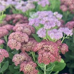 SEDUM SPECTABILE en internet