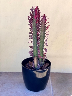 EUPHORBIA TRIGONA RUBRA - comprar online