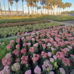 SEDUM SPECTABILE - VIVERO SPINELLI