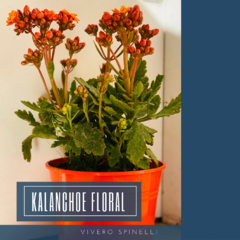 KALANCHOE FLORAL