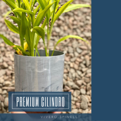 MACETA PREMIUM CILINDRO - VIVERO SPINELLI