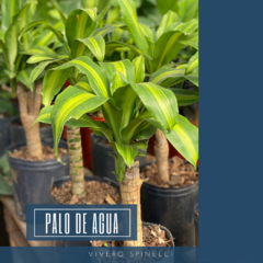 PALO DE AGUA