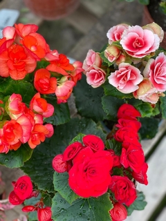 BEGONIA - VIVERO SPINELLI