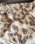 Campera Cowboy en internet