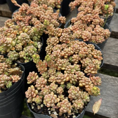 Cremnosedum Little Gem - comprar online