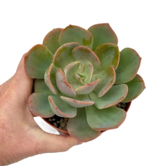 Echeveria Oreo XL - comprar online