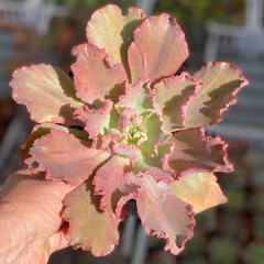 Echeveria Muriel - comprar online