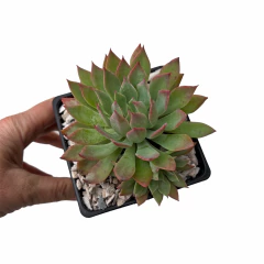 Echeveria Alpine Rose - comprar online