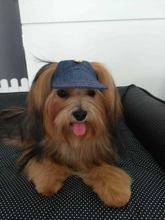 Boné Jeans c/Aplique patinha na internet