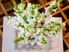 Boca de Leão na Caixa By Gabs - Flowers by Ruth Hakim