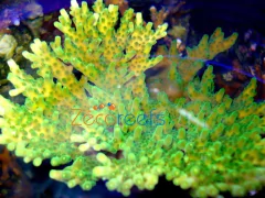 Acropora Table eflorencis - comprar online