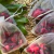 BOLSITAS DE ORGANZA CON PÉTALOS - comprar online