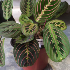 Imagen de Plantas de interior en maceta