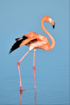 Quadro em MDF - Flamingo 001