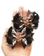 Lacinho Boutique Animal Print P/M na internet
