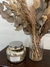 Vela Moon Gold Grande - Viveca