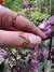 Anillo mariposa tecknicolor