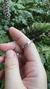 Anillo Calaveras y diablitos unisex Vol.3 - comprar online