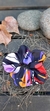 Scrunchies Greta Negro