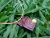 D260 Pingente de Jacarandá com Pérola