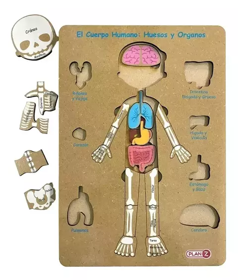 Encastre de madera Cuerpo Humano - Plan Z en internet