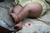 Imagem do bebê reborn kit june