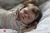 bebê reborn kit Timóteo