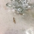 Pingente Pimenta em Ouro 18K - comprar online