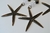 Set 4 Pesas Para Mantel Estrella de mar Bronce - luciano dutari