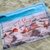 Canga de Praia Personalizada | Estampa Conchas - Âncora Pink