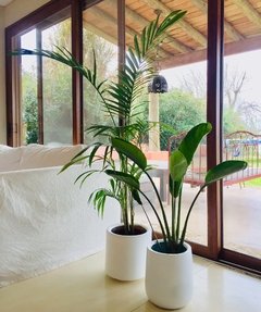 Maceta mini gota LIVIANA con palmera alta