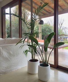 Fibra de Vidrio cilindro con Palmera alta modelo a elección - comprar online