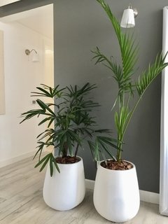 Maceta Gota 50 cm + Palmera alta