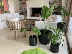 Cuenco Fibra de vidrio con planta tropical a elección - comprar online