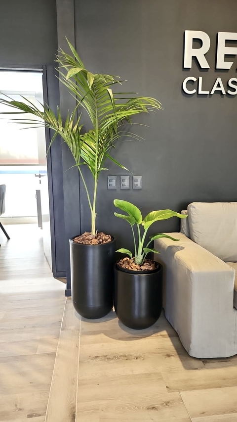 Combo Tartagal 60 con palmera + Tartagal 40 con Strelitzia Nicolae