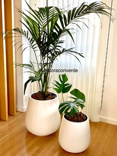Combo deco 2 macetas malbec Palmera + philodendro