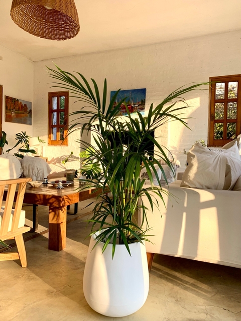 Malbec gota rotomoldeo con Palmera