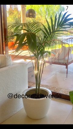 Cuenco Fibra de vidrio + Planta tropical a elección - comprar online