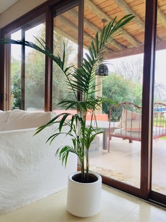 2 Macetas mini gota LIVIANA con palmera alta y strelitzia reginae - comprar online
