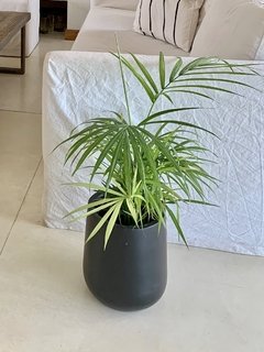 Maceta Gota Fibra de Vidrio con pie de hierro más planta tropical en internet