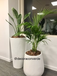 Maceta Gota 50 cm + Palmera alta en internet