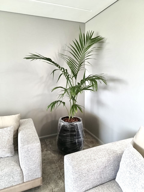 Malbec grande + palmera alta