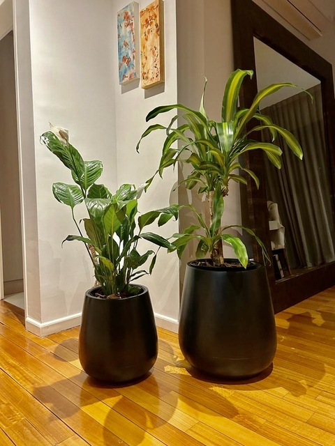 MALBEC 50 cm con palo de agua o planta a elegir