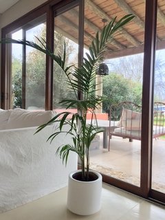 Fibra de Vidrio cilindro con Palmera alta modelo a elección en internet
